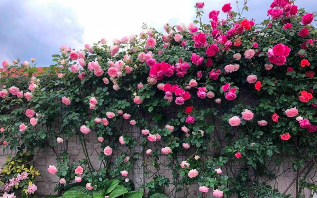 Cây hoa hồng leo mang lại vẻ đẹp trang nhã và quyến rũ với bông hoa hồng nở rộ 