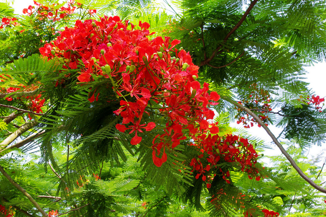 Hoa phượng đỏ rực rỡ - điểm nhấn nổi bật cho không gian sân vườn.